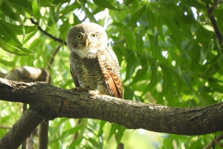 Bundala National Park Jeep Safari: Birdwatching Through Sri Lanka’s Ramsar Wetlands photo 4