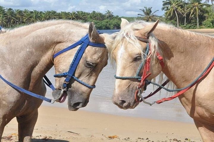 Horseback Riding to Maimon River from Punta Cana — Beach, River & Ranch Ride photo 5