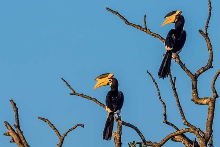 Bundala National Park Jeep Safari: Birdwatching Through Sri Lanka’s Ramsar Wetlands photo 2