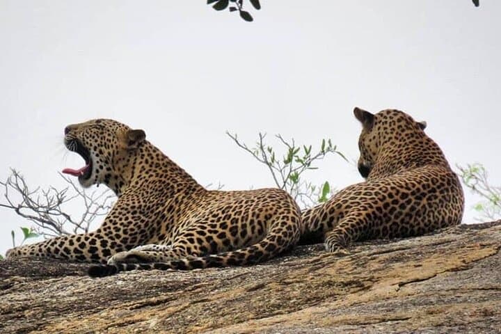 Essence of Nature: 15-Day Sri Lanka Wildlife & Wilderness Tour photo 5