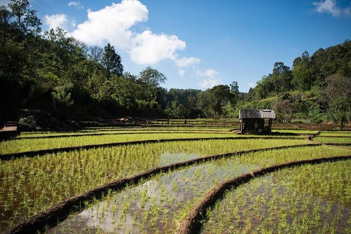 Kandy Village Walk: Waterfalls, Spices and a Home-Cooked Sri Lankan Lunch photo 3