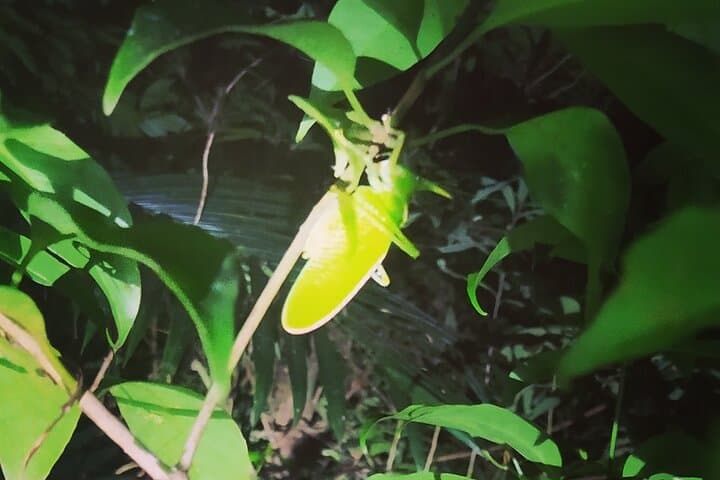 Monteverde Night Walk: Guided Cloud Forest Night Tour & Wildlife Viewing photo 4
