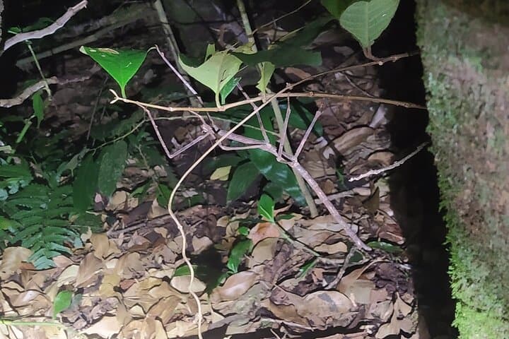 Monteverde Night Walk: Guided Cloud Forest Night Tour & Wildlife Viewing photo 5
