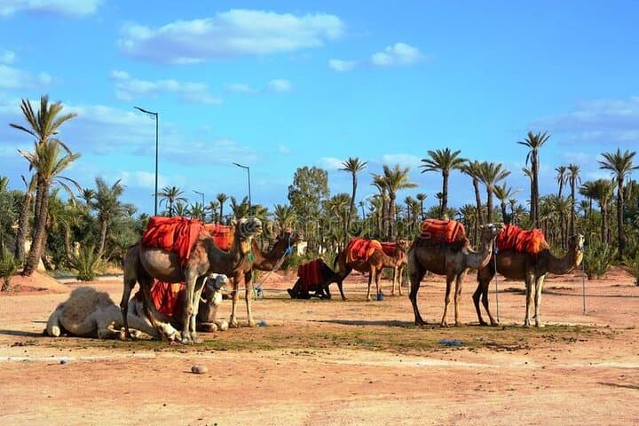 Casablanca to Marrakech Private VIP Day Trip with Camel Ride — Full-Day Cultural and Desert Edge Experience photo 4