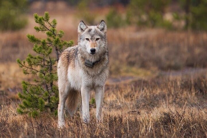 Yellowstone Wildlife and Waterfalls Private Tour from West Yellowstone photo 6