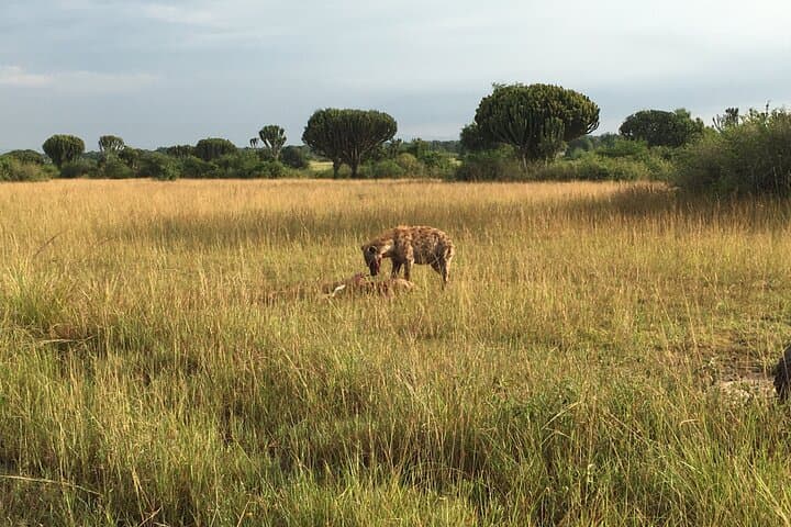 Queen Elizabeth Open Safari Jeeps — Morning Game Drives in Uganda's Wild Plains photo 2