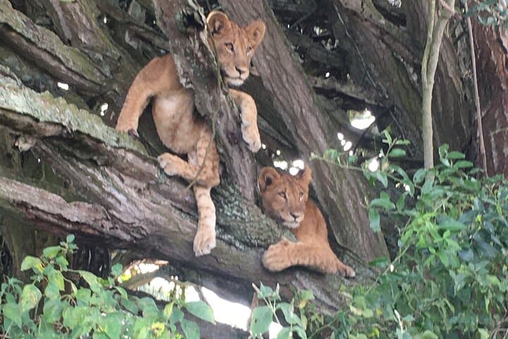Queen Elizabeth Open Safari Jeeps — Morning Game Drives in Uganda's Wild Plains photo 3