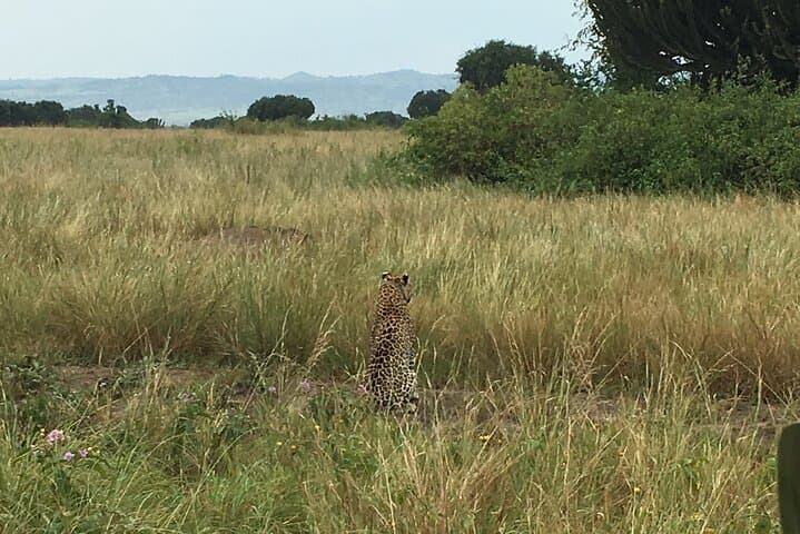 Queen Elizabeth Open Safari Jeeps — Morning Game Drives in Uganda's Wild Plains photo 5