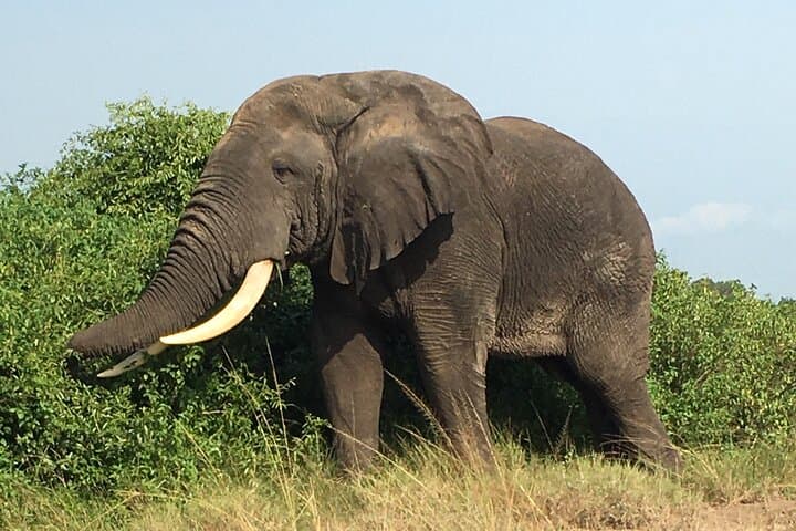 Queen Elizabeth Open Safari Jeeps — Morning Game Drives in Uganda's Wild Plains photo 6