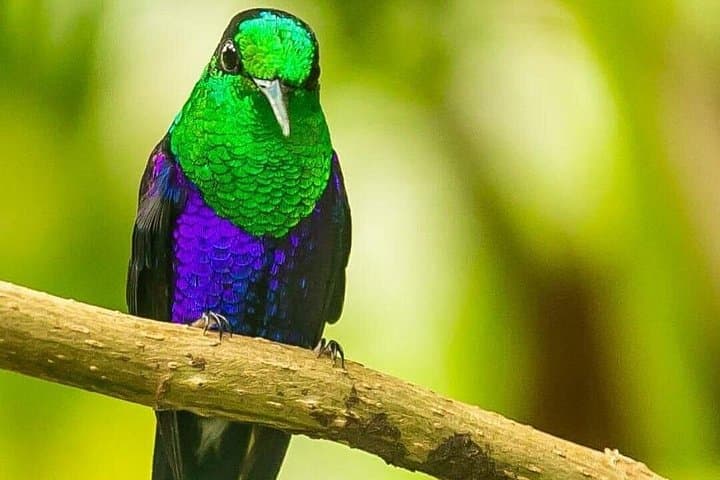 Birdwatching in Los Farallones: Anchicayá Sighting & Sábila Farm Tour photo 3