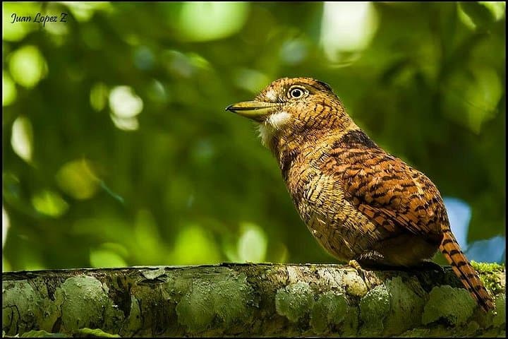 Birdwatching in Los Farallones: Anchicayá Sighting & Sábila Farm Tour photo 4