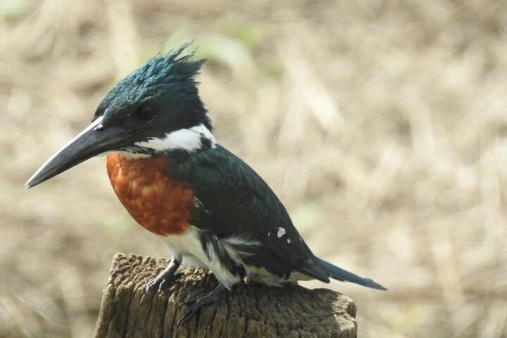 Tapantí Birdwatching: Small-Group Cloud-Forest Tour from Orosi photo 5