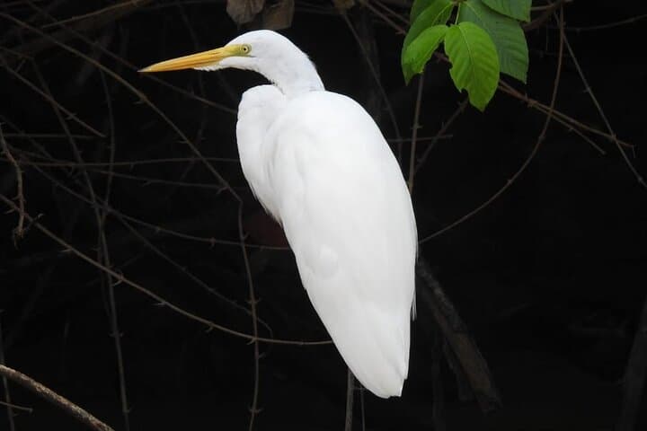 Tapantí Birdwatching: Small-Group Cloud-Forest Tour from Orosi photo 6