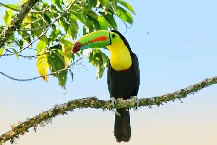 Curicancha Birdwatching Tour — Monteverde Resplendent Quetzal & Hummingbirds