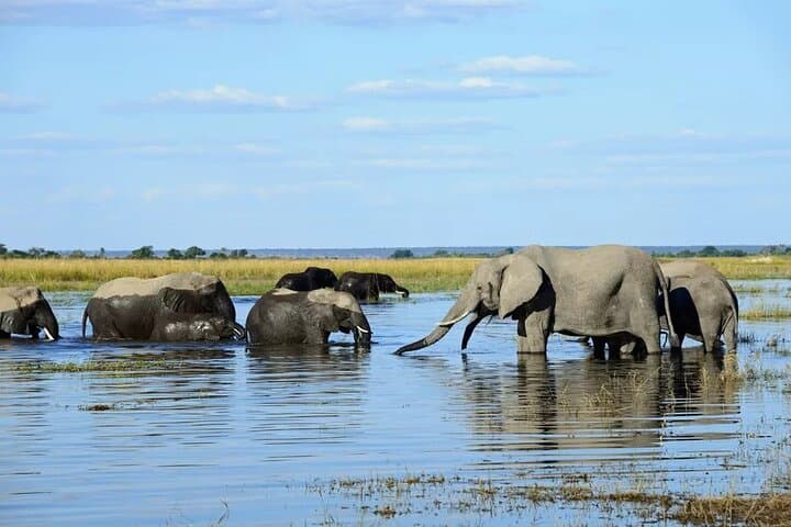 Chobe Full Day Trip: River Cruise and Game Drive from Livingstone photo 6