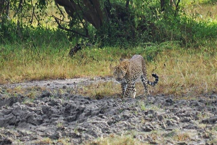 Starry Night Safari: One-Night Camping in Yala National Park