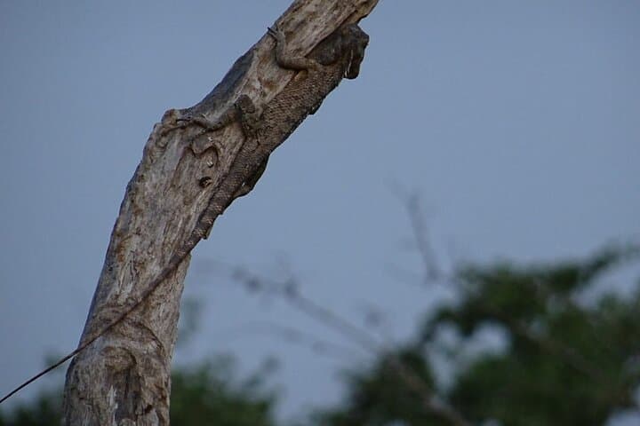 Starry Night Safari: One-Night Camping in Yala National Park photo 4