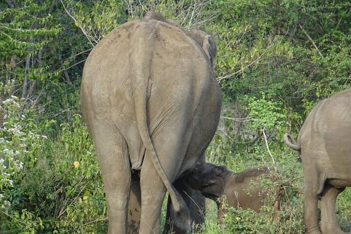 Starry Night Safari: One-Night Camping in Yala National Park photo 6