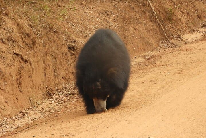 Overnight Camping in Wilpattu National Park — Leopard Safaris & Willu Lakes photo 2