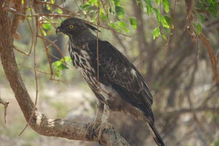 Overnight Camping in Wilpattu National Park — Leopard Safaris & Willu Lakes photo 4