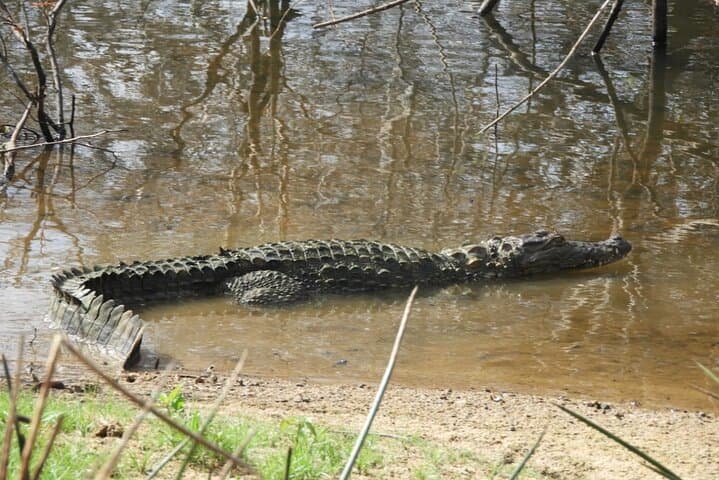 Overnight Camping in Wilpattu National Park — Leopard Safaris & Willu Lakes photo 5