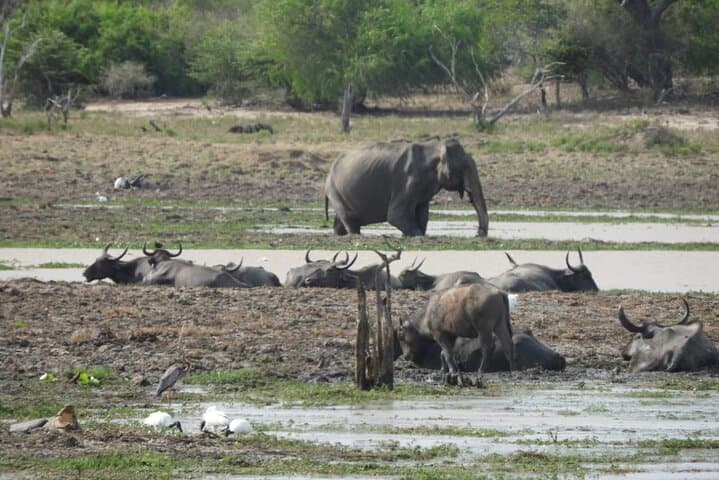 Overnight Camping in Wilpattu National Park — Leopard Safaris & Willu Lakes photo 6