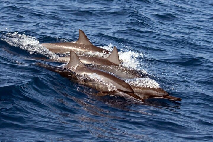 Private Kona Charter: Swim with Dolphins, Snorkel Reefs & Custom Boat Adventure photo 4