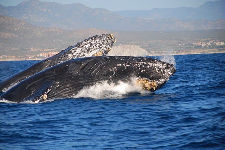 Cabo San Lucas Whale Watching with Lunch and Arch Sightseeing photo 3