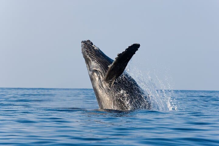 Cabo San Lucas Whale Watching with Lunch and Arch Sightseeing