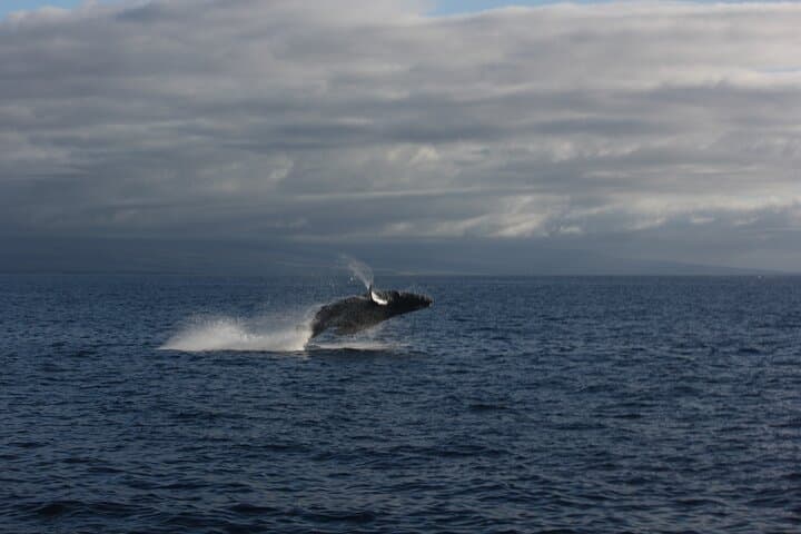 Kohala Coast Sunset Whale Watching from Kawaihae photo 2