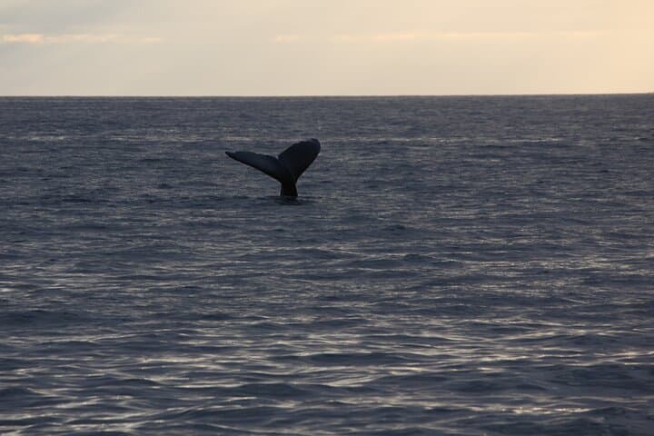 Kohala Coast Sunset Whale Watching from Kawaihae photo 5