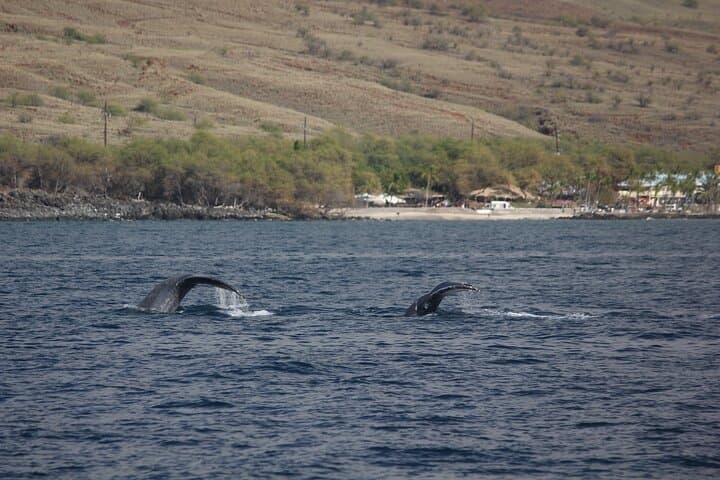 Kohala Coast Sunset Whale Watching from Kawaihae photo 6