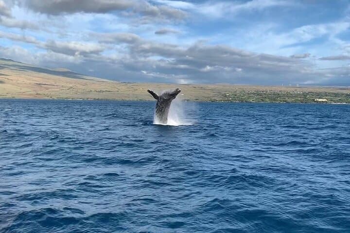 Kohala Coast Sunset Whale Watching from Kawaihae