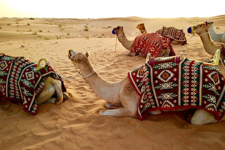 Dubai Evening Desert Safari and Camp with Dinner — Dune Bashing, Camel Rides & Shows photo 4