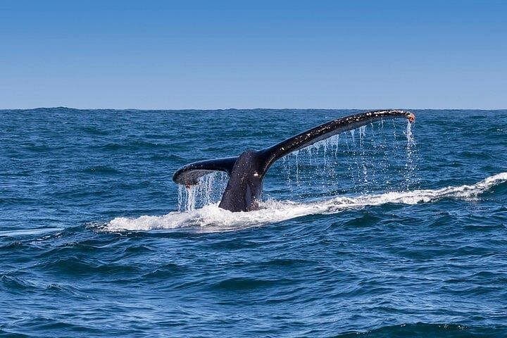 Full-Day Whale Watching and Wine Tasting from Cape Town: Hermanus Marine Safari & Spier photo 3