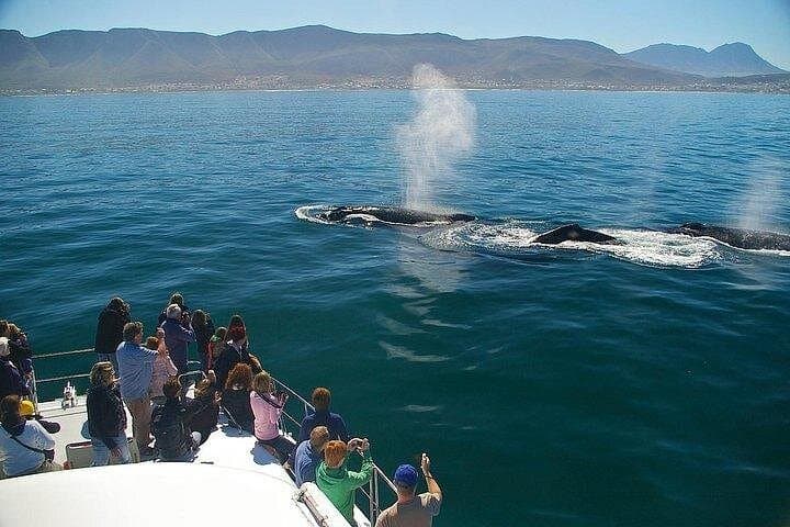 Full-Day Whale Watching and Wine Tasting from Cape Town: Hermanus Marine Safari & Spier