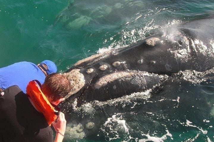 Full-Day Whale Watching and Wine Tasting from Cape Town: Hermanus Marine Safari & Spier photo 2