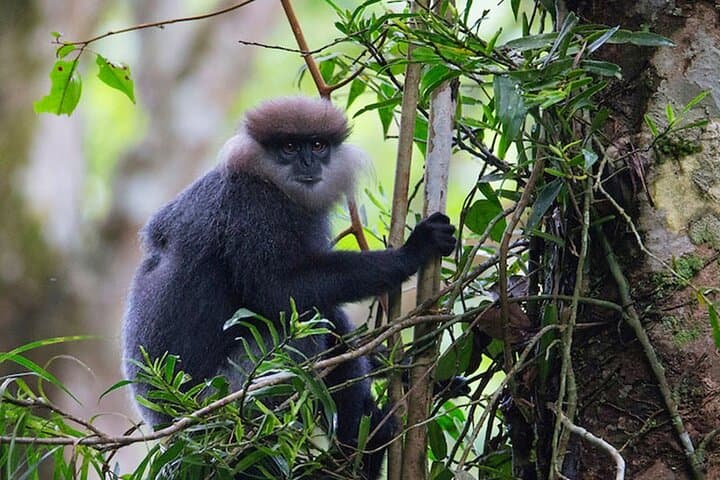 Sinharaja Rainforest Trekking: Private Day Trip with Local Rice & Curry photo 6