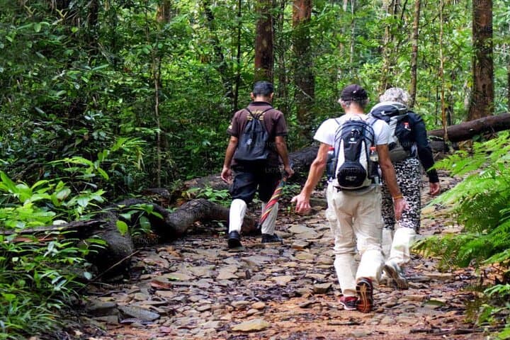 Sinharaja Rainforest Trekking: Private Day Trip with Local Rice & Curry photo 3