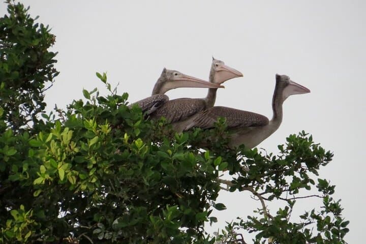 Hurulu Eco Park Jeep Safari: Evening Elephant Encounters in Sri Lanka photo 2