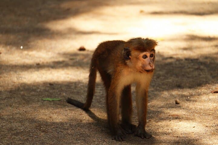 Hurulu Eco Park Jeep Safari: Evening Elephant Encounters in Sri Lanka photo 4