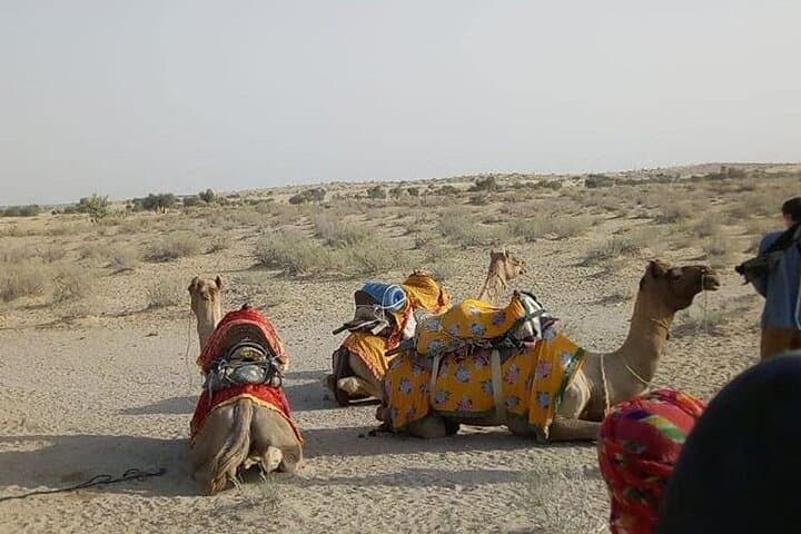 Overnight Camel Safari in Jaisalmer: Non-Touristic Thar Desert Experience photo 5