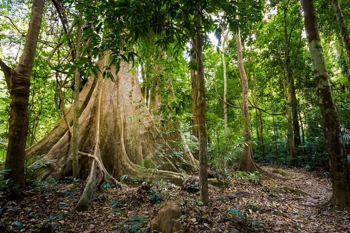 Krabi Jungle & Ao Thalane Kayak: Emerald Pool, Hot Springs & Mangrove Day Trip photo 6