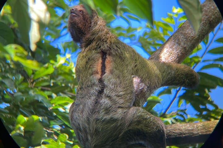 Rio Celeste Rain Forest Tour: Blue River, Llanos de Cortez & Rainforest Wildlife photo 4