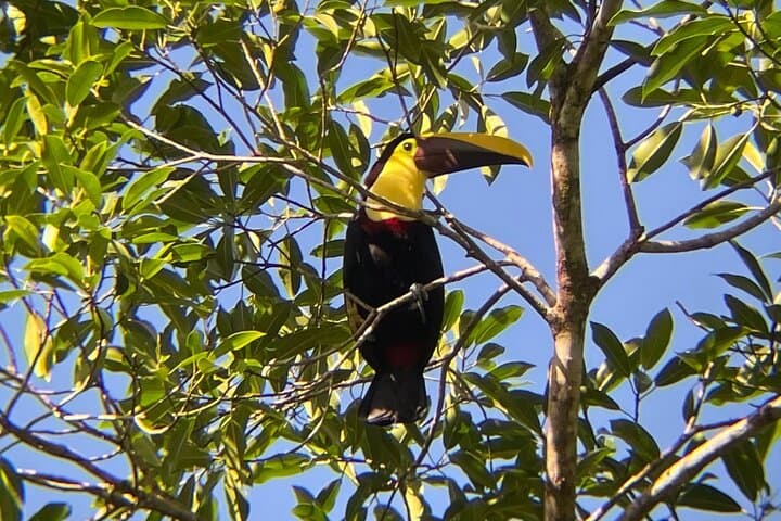 Rio Celeste Rain Forest Tour: Blue River, Llanos de Cortez & Rainforest Wildlife photo 5