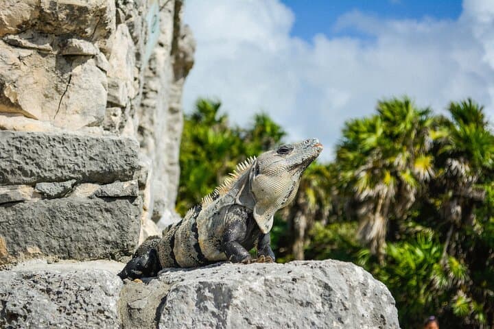 Tulum Ruins and Jaguar Park: Private Round-Trip Tour with Tickets photo 5