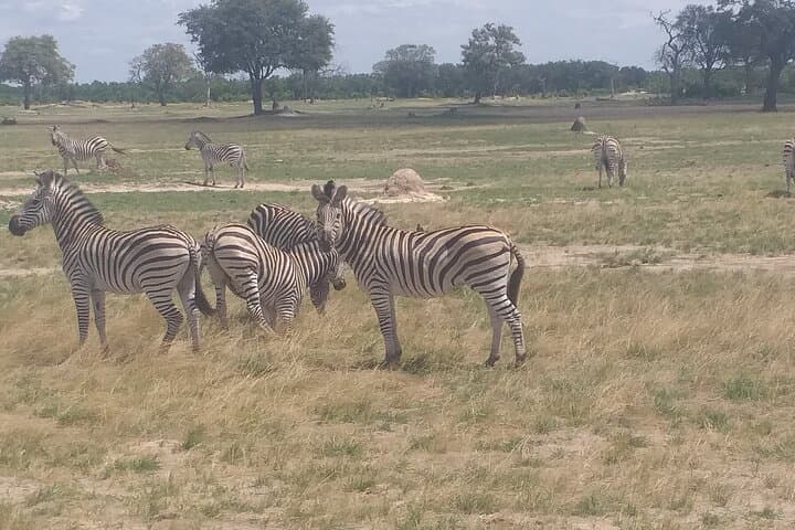 Hwange National Park Full-Day Safari from Victoria Falls photo 2