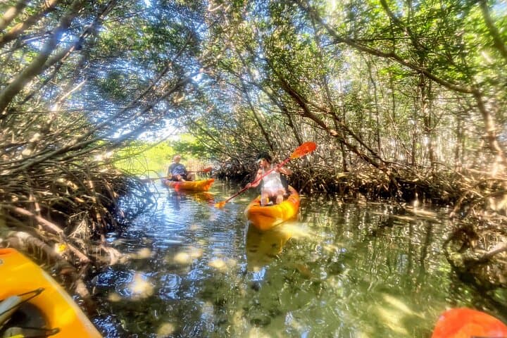 Kayak Mangrove Tunnels to Shell Key: Private Guided Expedition from St. Pete
