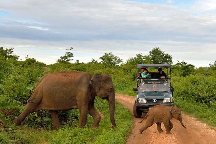 Udawalawe Safari & Elephant Transit Home: Private Day Trip from Weligama photo 2