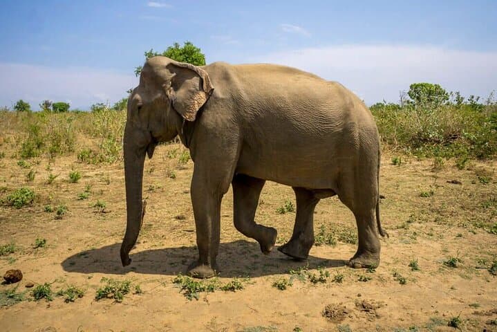 Udawalawe Safari & Elephant Transit Home: Private Day Trip from Weligama photo 3